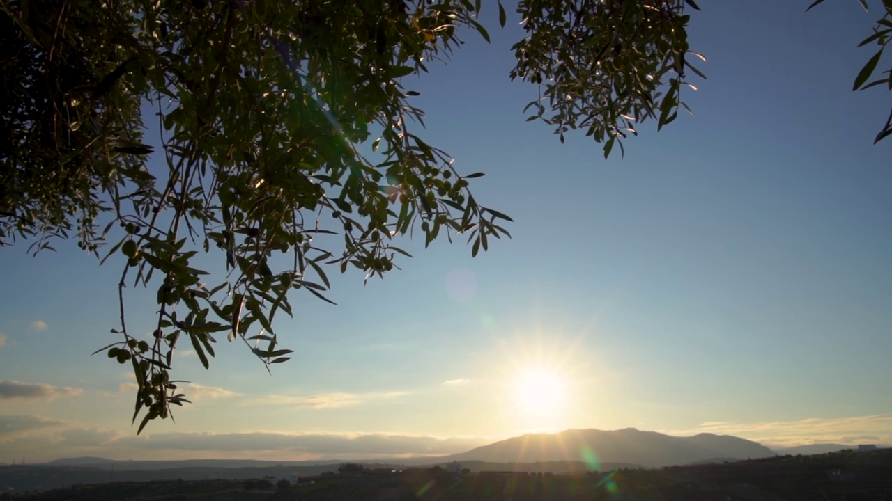 Olive grove in Greece